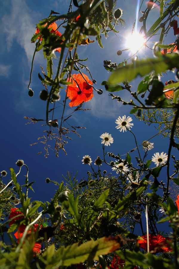 Mohn und Kamille 03
