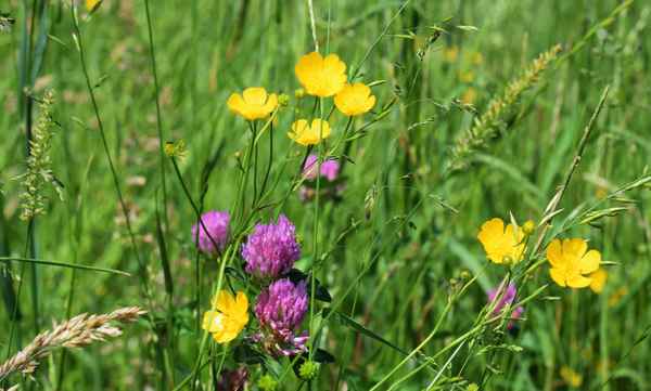 In der Wiese