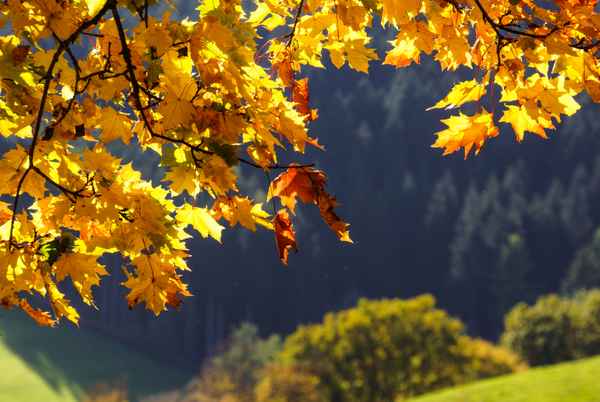 Ahorn-Gold vor Fichten-Dunkel