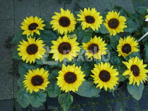 Lauter  Sonnenblumen