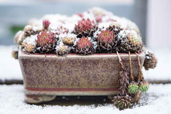 Sempervivum in einer Schale