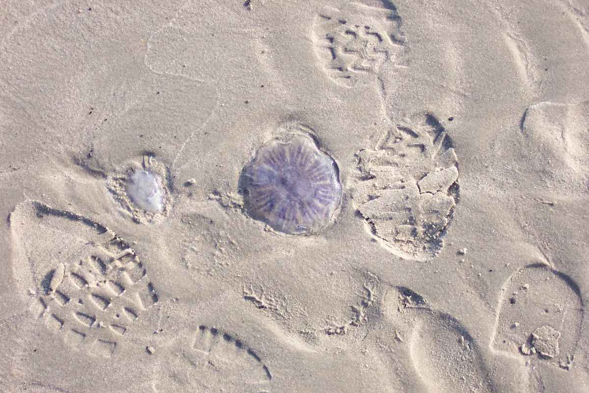 Langeooger Quallen 1