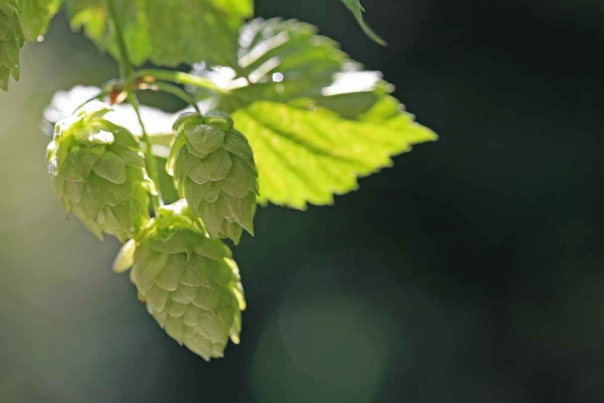 Hopfendolden_2