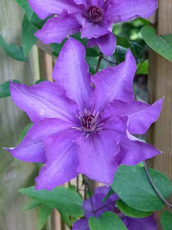 Clematis
