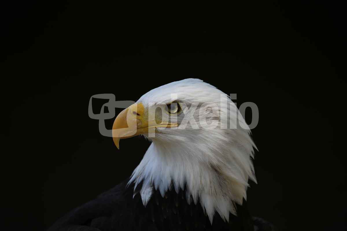 Adlerportrait