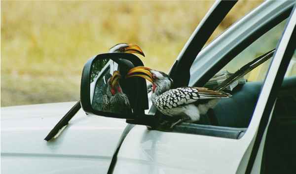 Wieviel Vögel sind es?