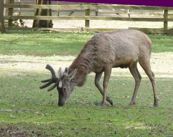 Hirsch im Bast