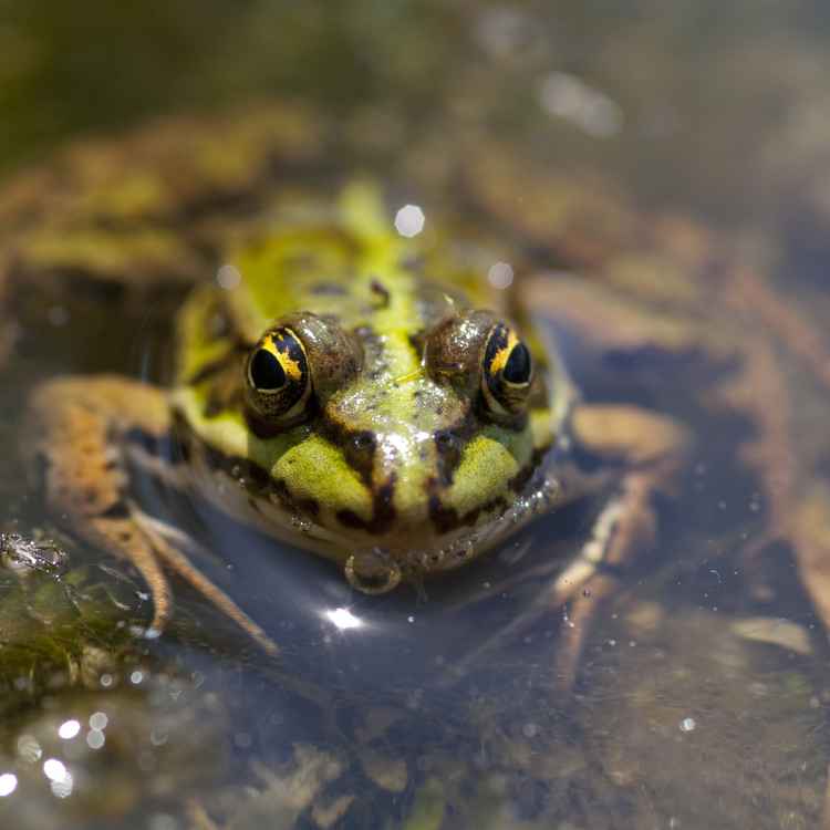 Teichfrosch II