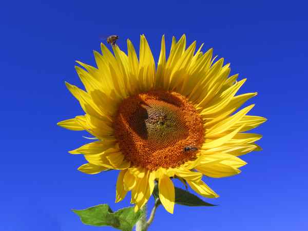 Sonnenblume mit Bienen