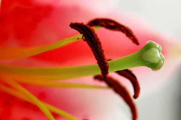 Lilien-Blütenstempel-Macro