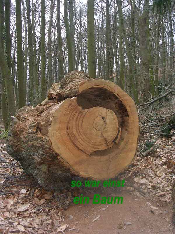 Wie einst ein Baum