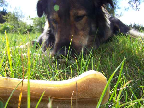 Hund mit Knochen