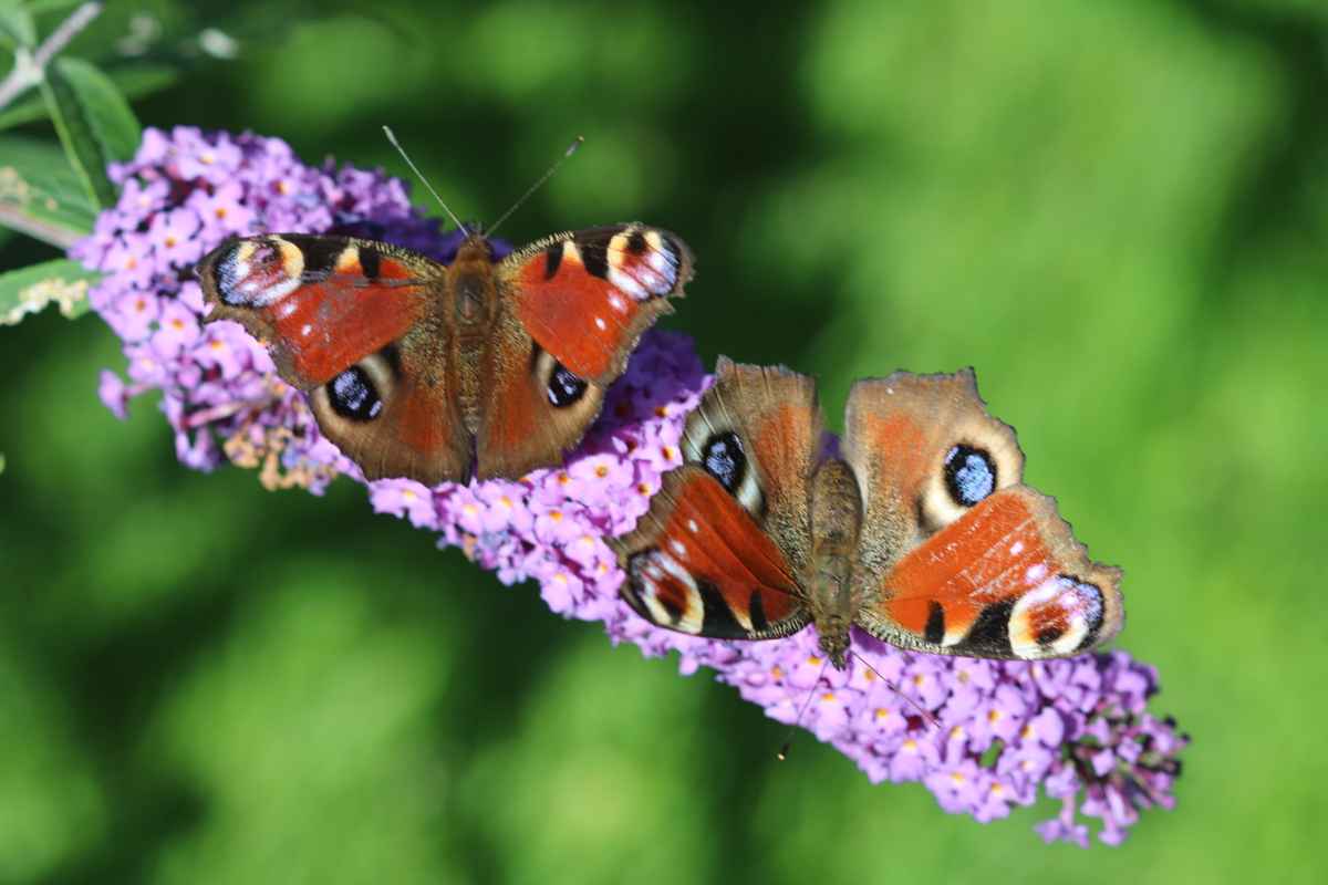 Schmetterling Tagpfauenauge im Doppel :-)