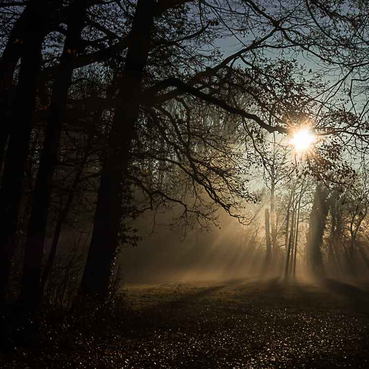 Sonnenaufgang im Dezemberwald