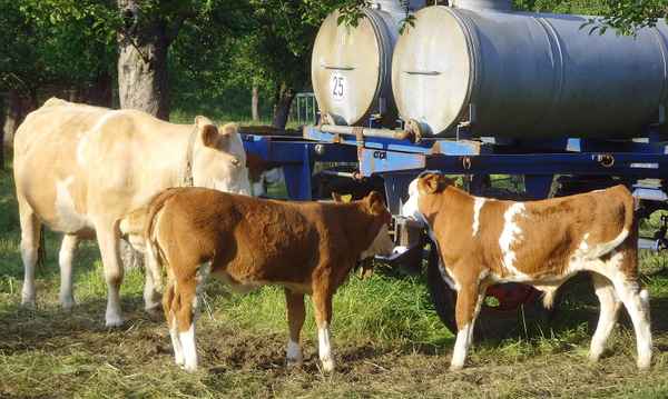 Lebenswichtig  - der Salzleckstein - nicht nur für Rinder