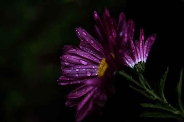 Herbst ist auch Regen I