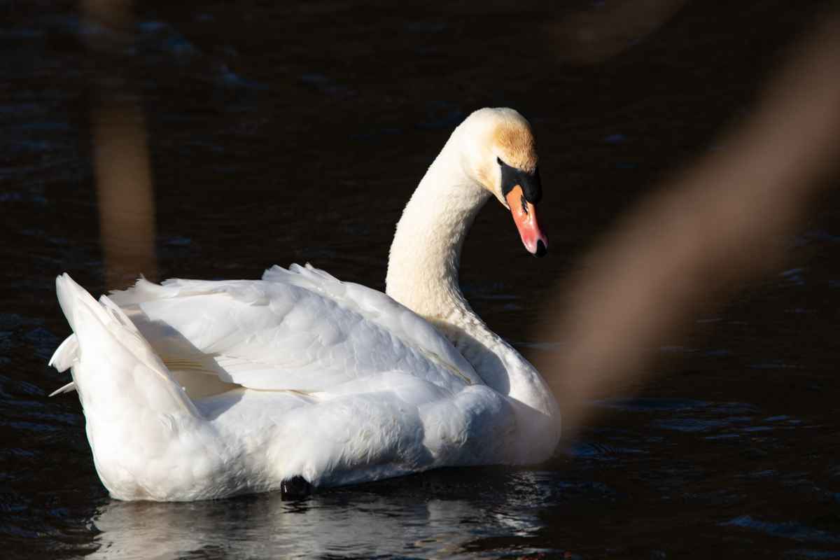 Ein schöner Rücken ...