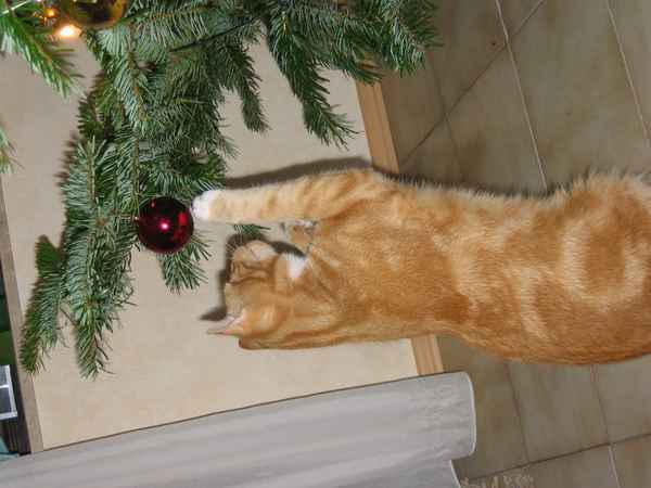 Merlin am Weihnachtsbaum