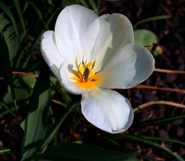 Die bunte Herzen der Tulpe