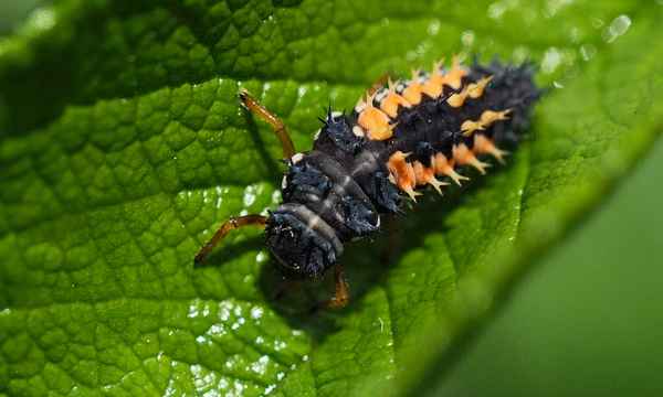 larve eines marienkäfers