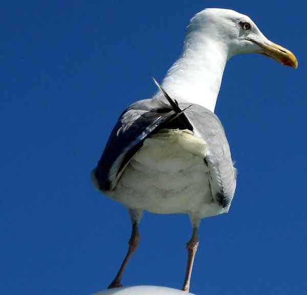 MÖWE BINZ