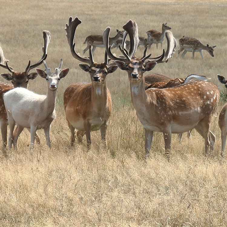 Damwild in der Natur