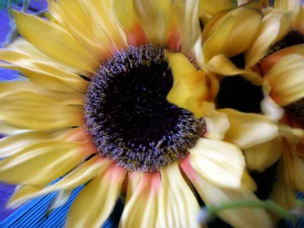 Sonnenblumennahaufnahme