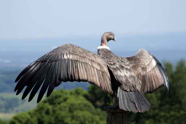 ein kondor in der pfalz...