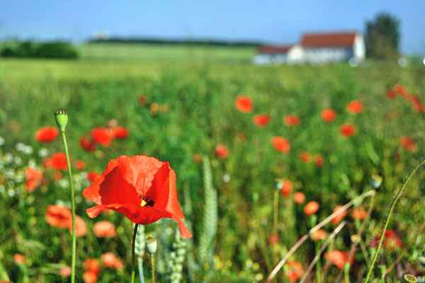 Haus am Mohn