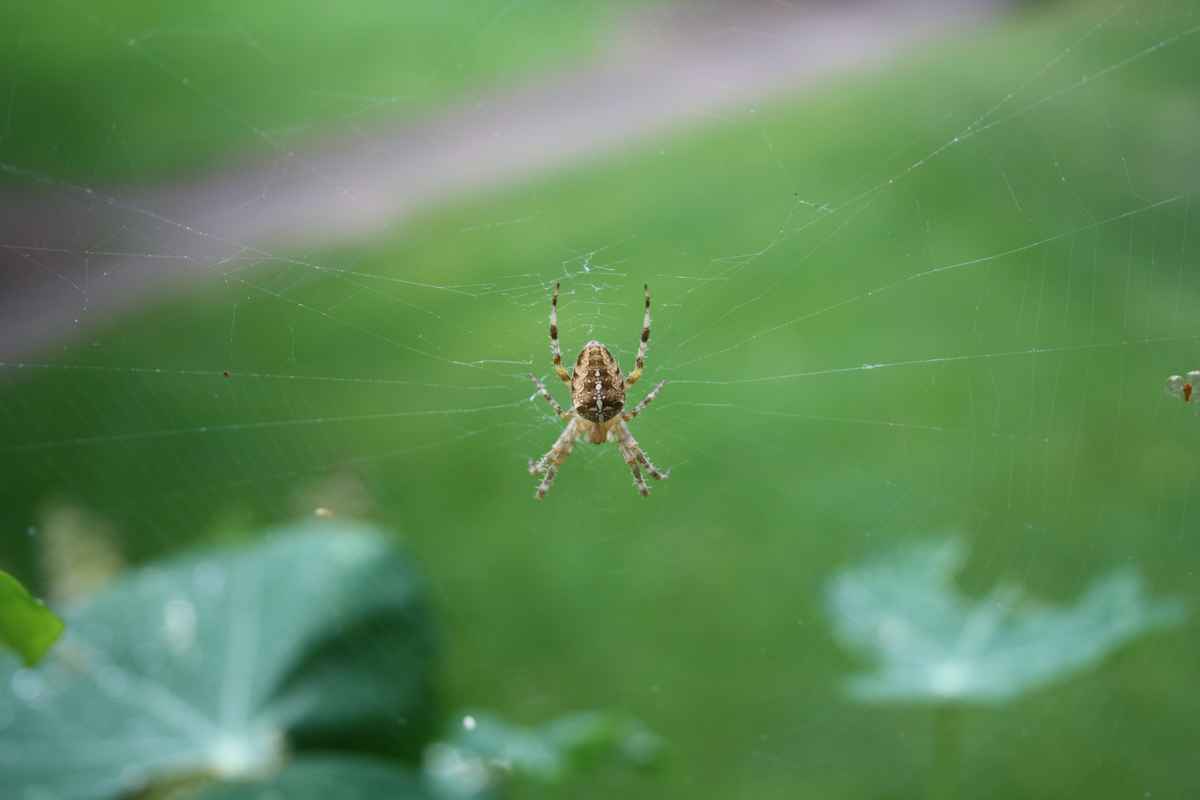 Spinne01