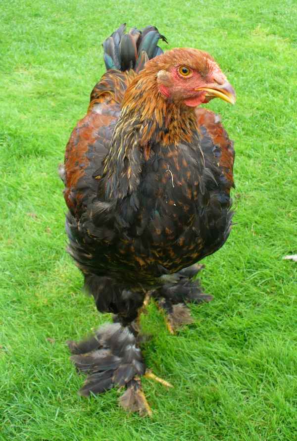 Huhn