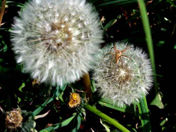 Akrobat auf Pusteblume 2