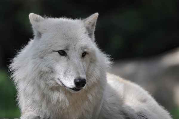 kanadischer Wolf