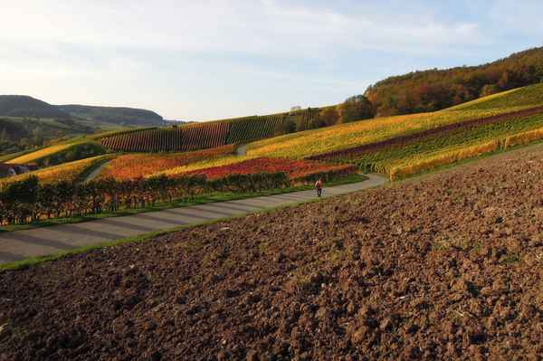 Weinberge