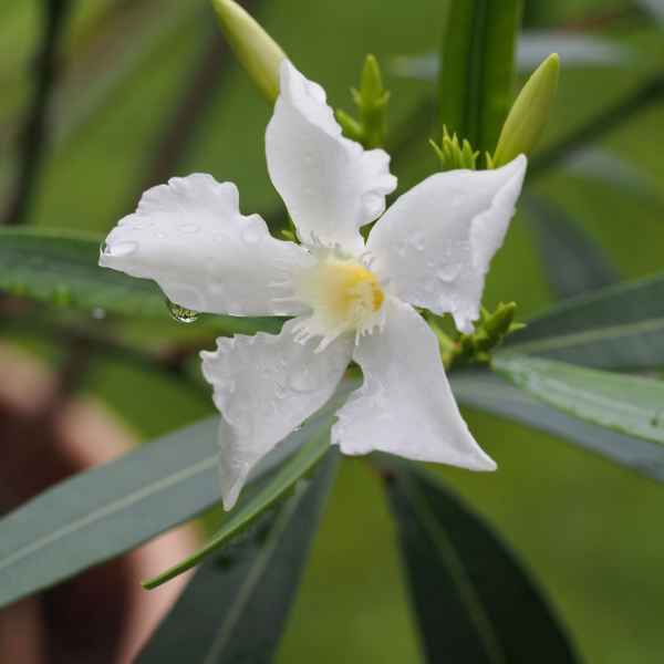 Oleander