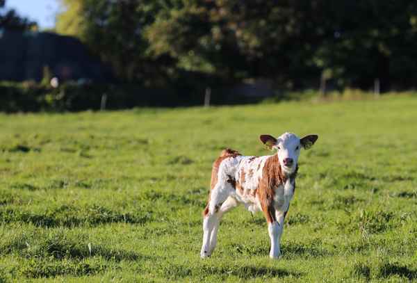 Ein Kälbchen auf der Weide