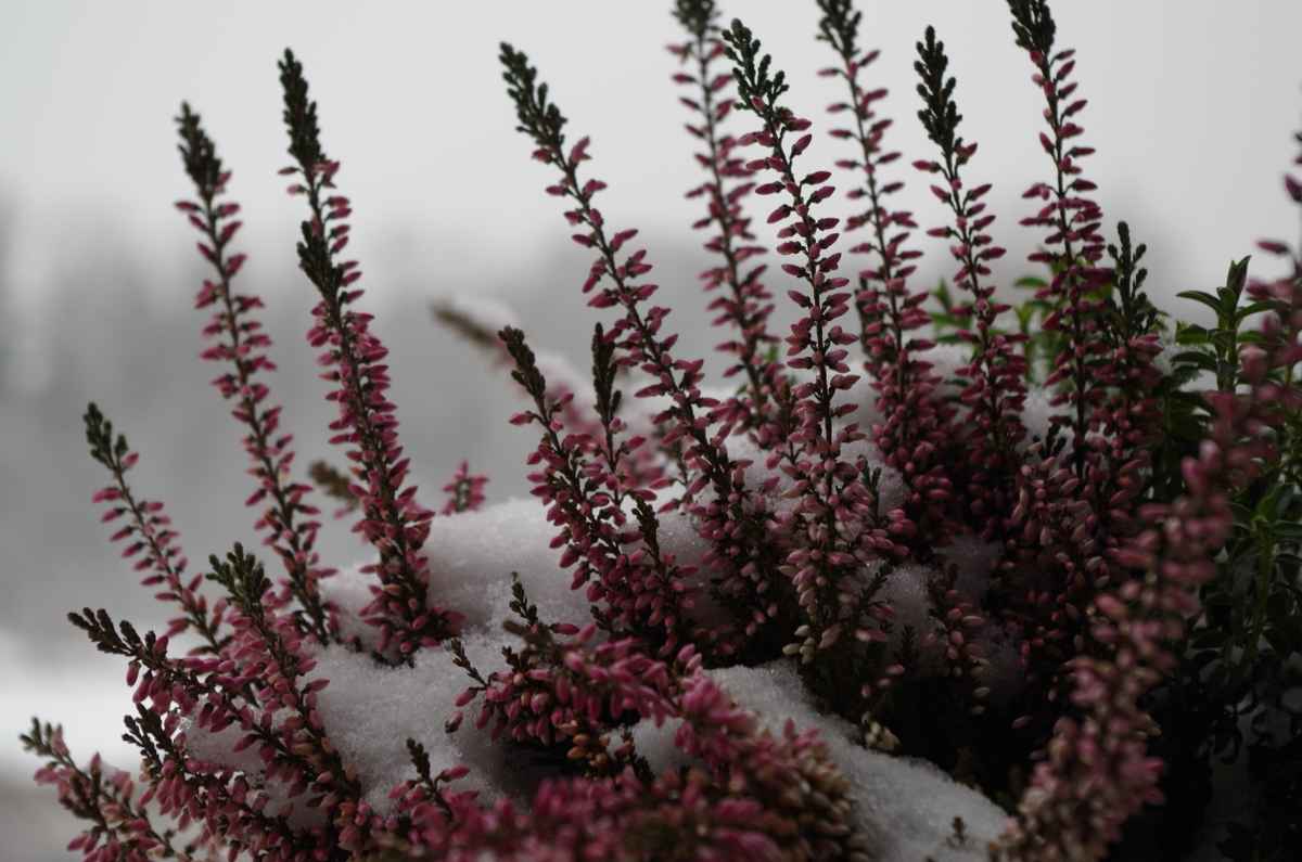 Wintererika