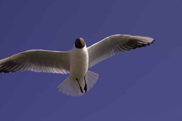 Möwe (8)