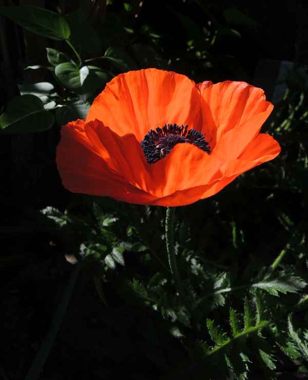 Mohn, einfach schön...