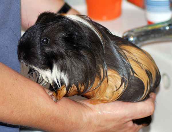 Meerschweinchen wieder ganz sauber....