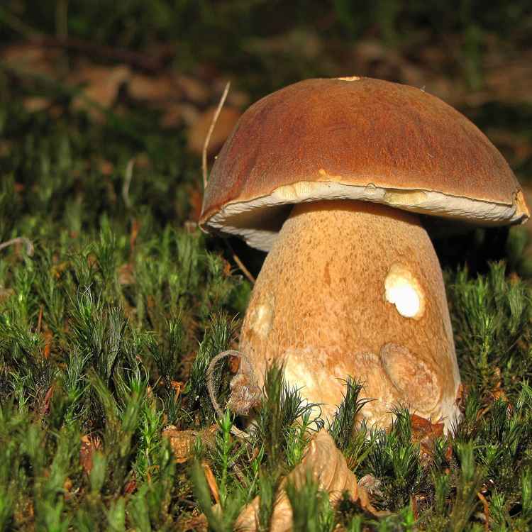 Sommersteinpilz (Boletus aestivalis)