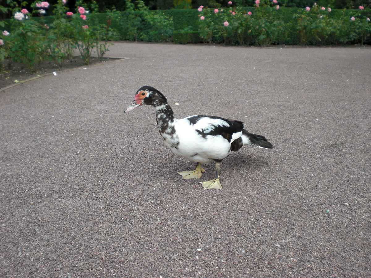"Plattfuß" auf dem Kiesweg