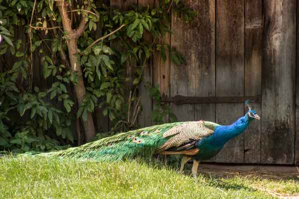 Begegnung mit einem Pfau