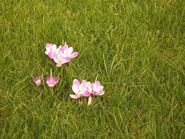 Krokusse im Gras