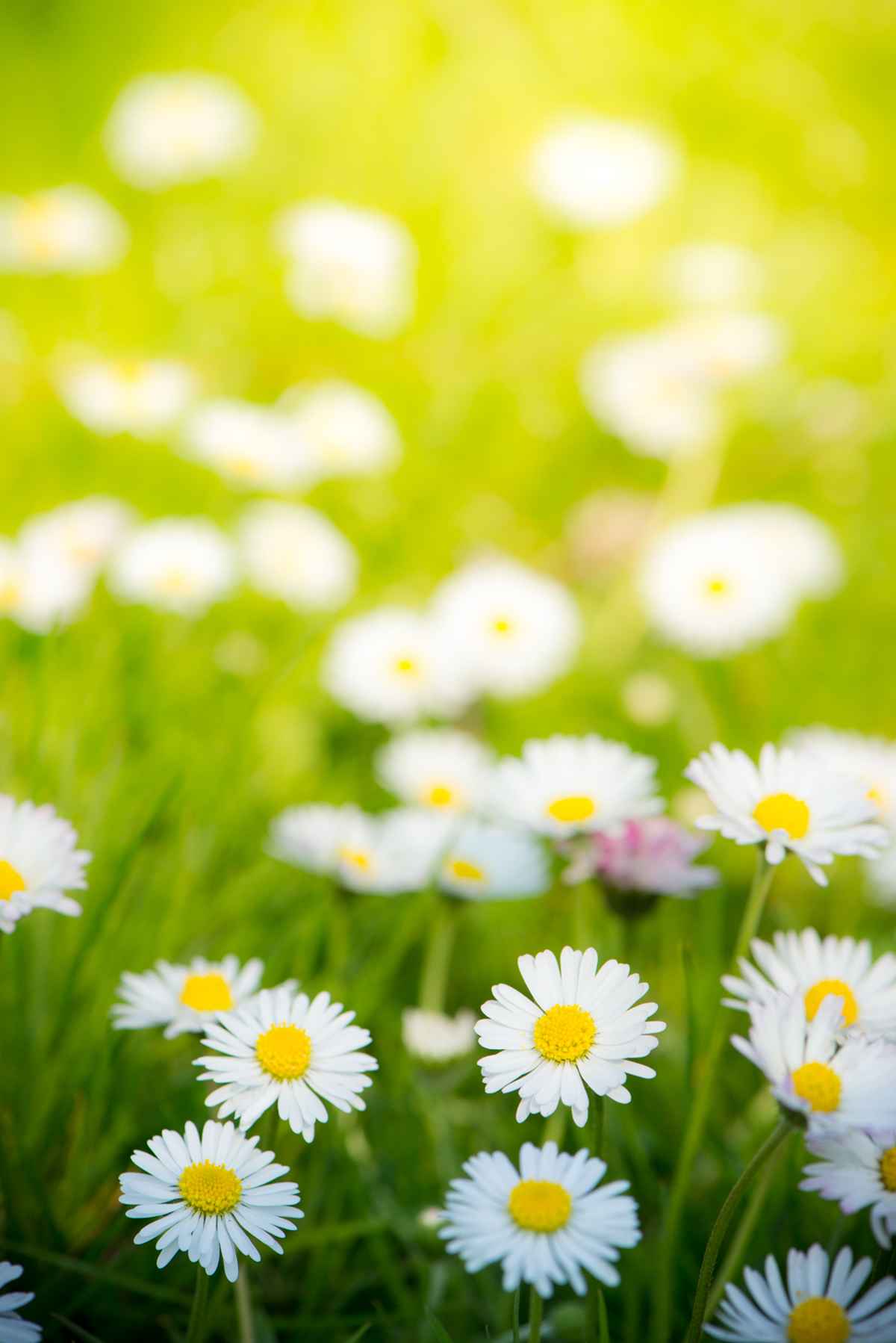 Blumenwiese im Frühling mit Gänseblümchen