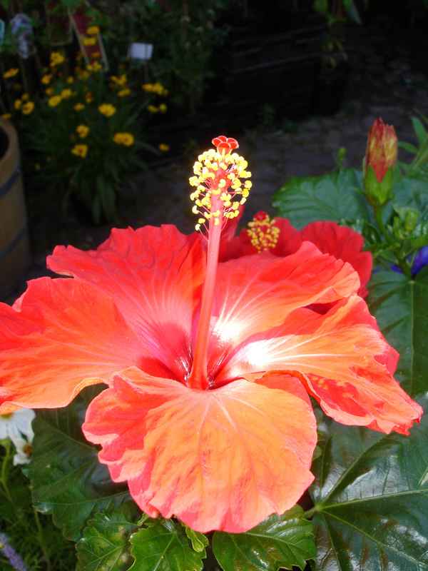 Hibiskus 2