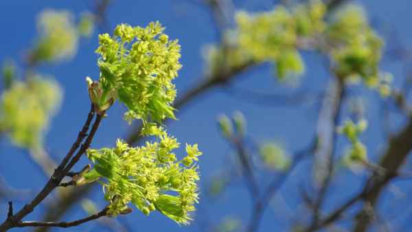 Blühender Baum