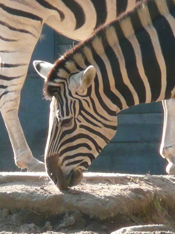 Zebras