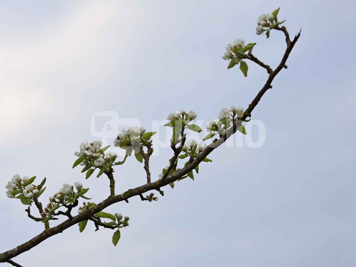 birnenblüte