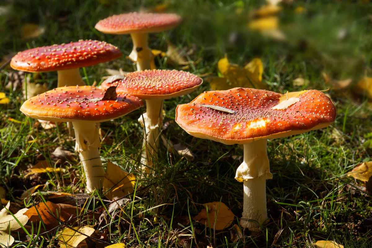 Fliegenpilz